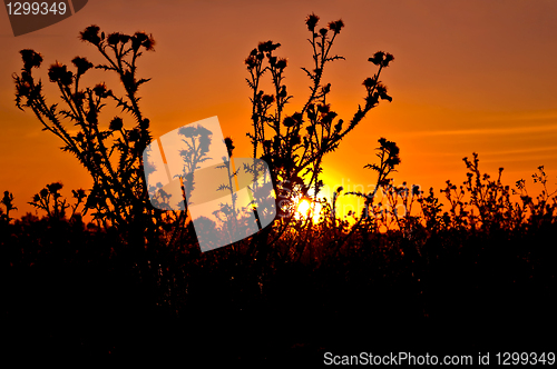 Image of Sunset against the backdrop of thistles