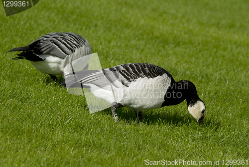 Image of Barnacle goose