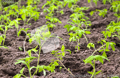 Image of tomatoes