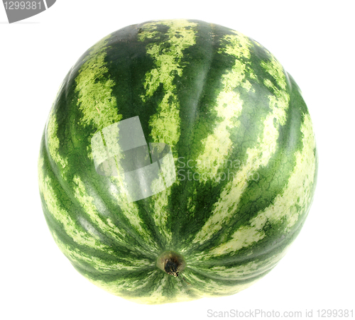 Image of One full single striped green watermelon