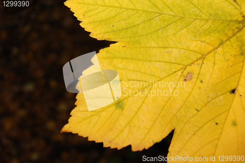 Image of Autumn leaves