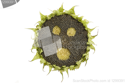 Image of startled sunflower isolated