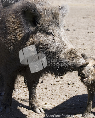 Image of wild boars family