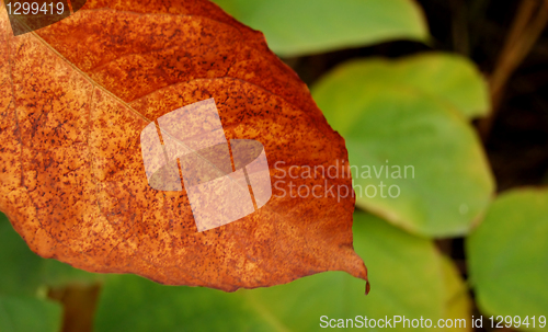 Image of Autumn leaves