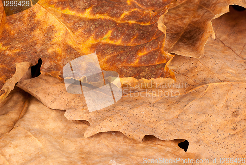 Image of Autumn leaves