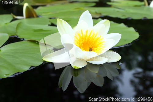 Image of Water lilies