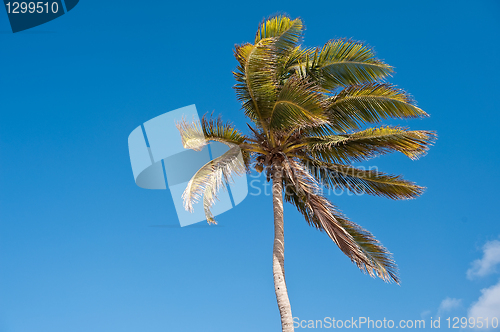 Image of Palm tree