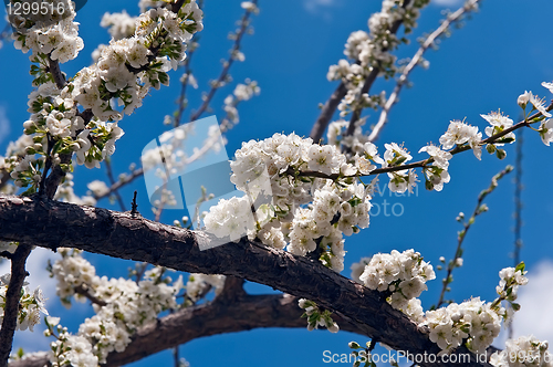 Image of white flower tree