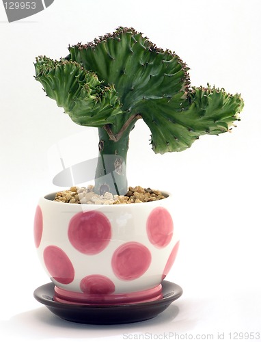 Image of Coral Cactus