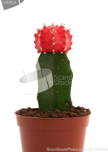 Image of Red Bloomer