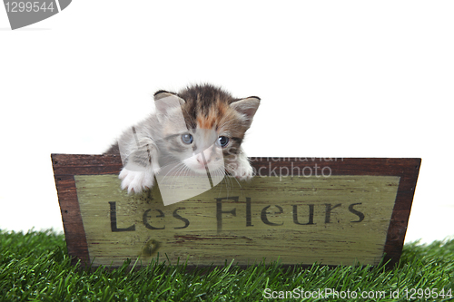 Image of Adorable Cute Kitten in a Flower Box