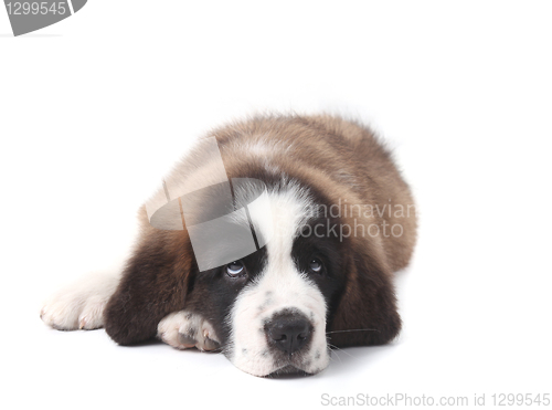 Image of Young Saint Bernard Puppy on White Background