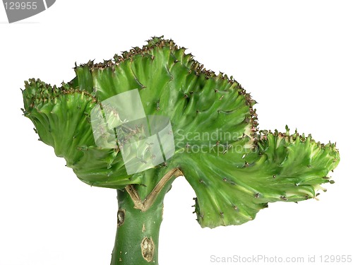Image of Coral Cactus Macro