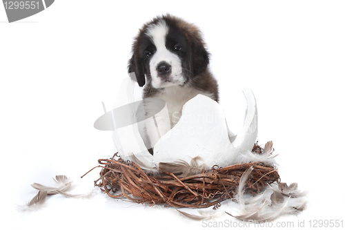 Image of Young Saint Bernard Puppy on White Background