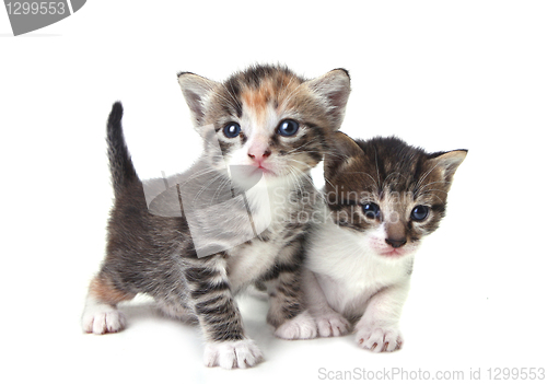 Image of Cute Newborn Baby Kittens Easily Isolated on White