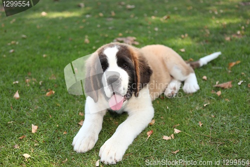 Image of Puppy Dog Outdoors in the Grass