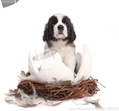 Image of Young Saint Bernard Puppy on White Background