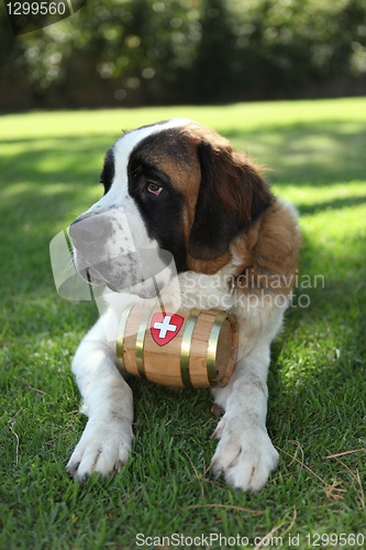 Image of Puppy Dog Outdoors in the Grass