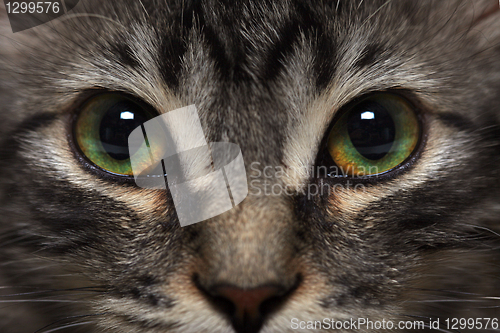 Image of Little kitten in a cat bed 