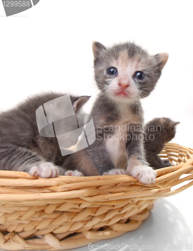 Image of Cute Newborn Baby Kittens Easily Isolated on White