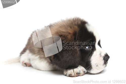 Image of Young Saint Bernard Puppy on White Background