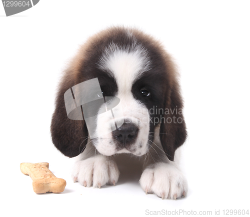 Image of Saint Bernard Puppy Portrait