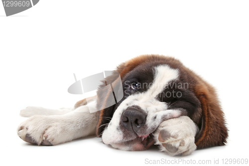 Image of Young Saint Bernard Puppy on White Background