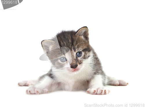 Image of Baby Cute Kitten on a White Background