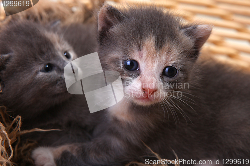 Image of Newborn Kitten in a Basket