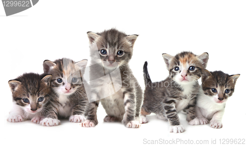 Image of Cute Newborn Baby Kittens Easily Isolated on White