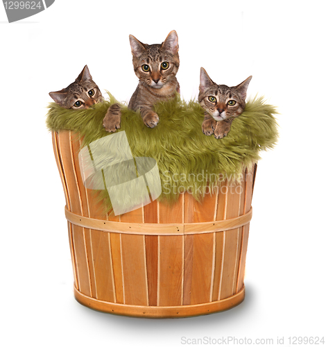 Image of Little kittens in a basket 