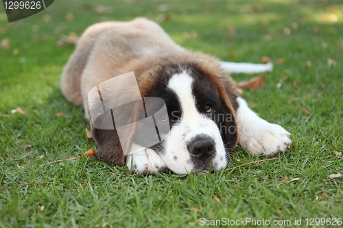 Image of Puppy Dog Outdoors in the Grass