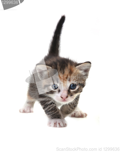 Image of Baby Cute Kitten on a White Background