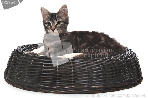 Image of Little kitten in a cat bed 