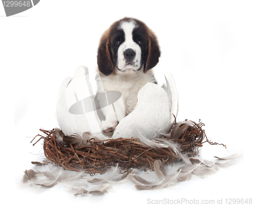 Image of Young Saint Bernard Puppy on White Background