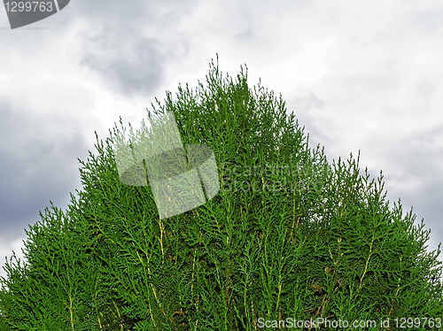 Image of Top of thuja