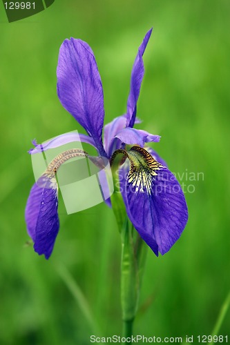 Image of An Iris