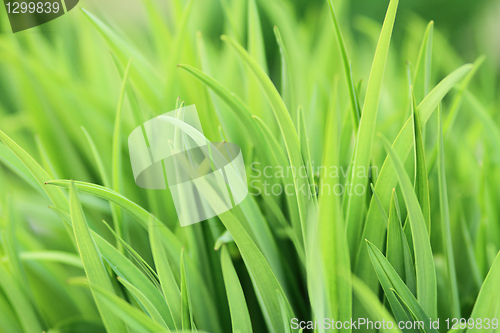 Image of Fresh green grass