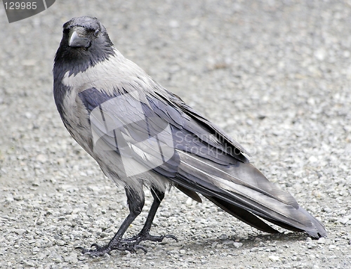 Image of Hooded Crow