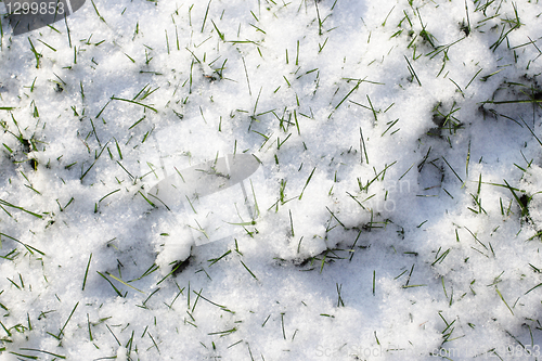 Image of green grass with hoarfrost