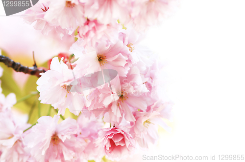 Image of Cherry blossom