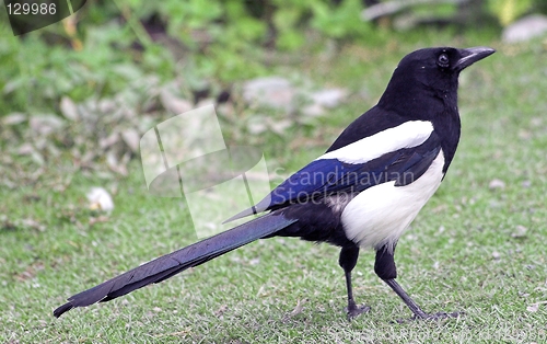 Image of Black-billed Magpie