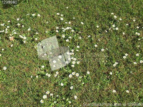 Image of Daisy flower