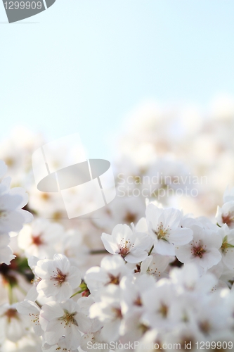 Image of Cherry blossom against