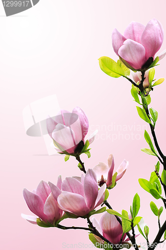 Image of Spring magnolia tree blossoms on pink-white background