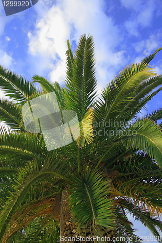 Image of Palm