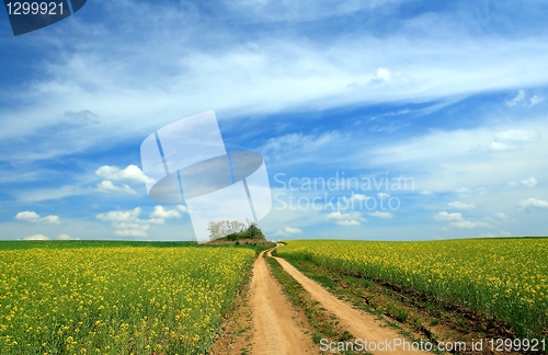 Image of rape field