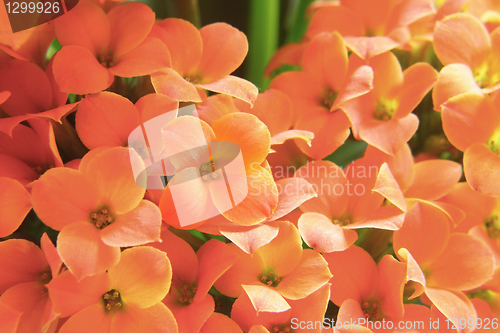 Image of Beautiful flower of kalanchoe. macro