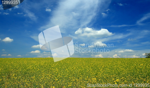 Image of rape field