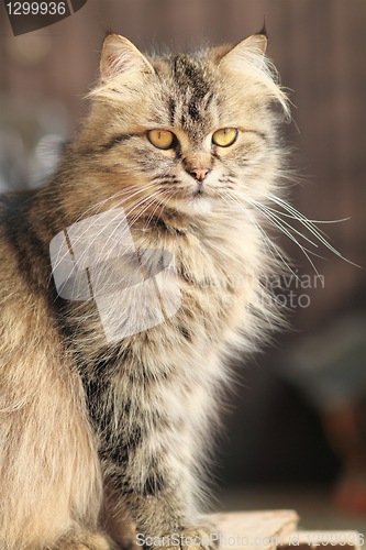 Image of Cat